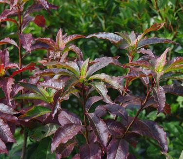 Rhododendron vaseyi - Pinkshell Azalea