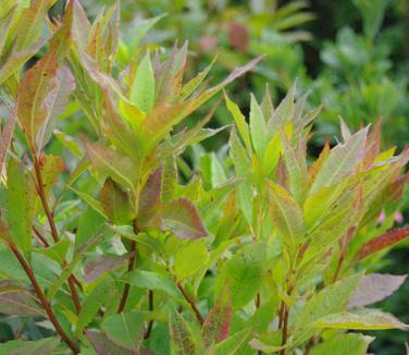 Rhododendron vaseyi - Pinkshell Azalea