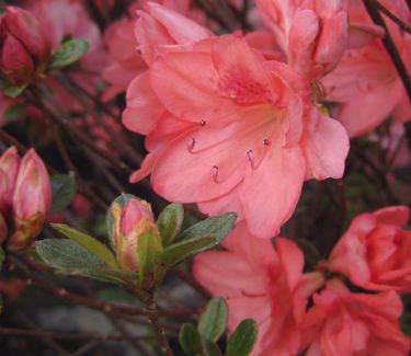 Rhododendron Blaauw's Pink