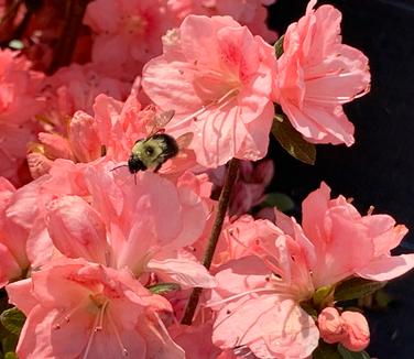 Rhododendron Blaauw's Pink