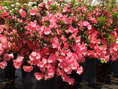 Rhododendron Blaauw's Pink