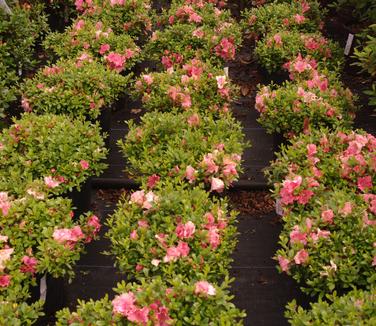 Rhododendron Gumpo Pink