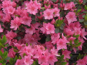 Rhododendron Tradition (winter color)