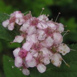 Spiraea japonica Little Princess