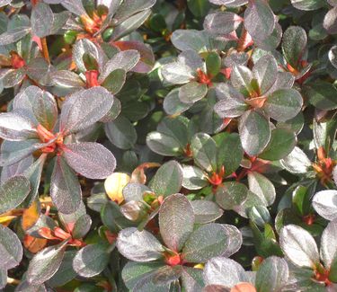 Rhododendron Tradition (winter color)