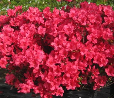 Rhododendron kaempferi Johanna