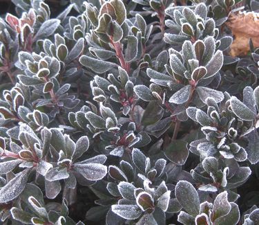 Rhododendron kaempferi 'Johanna' - Azalea (w/ frost)