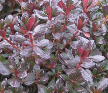 Rhododendron kaempferi Johanna (winter color)