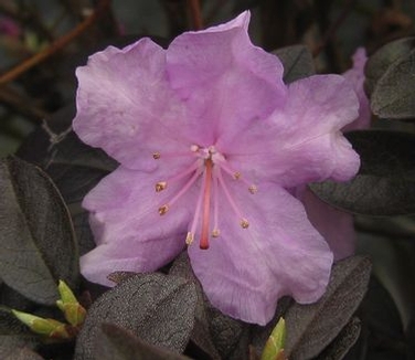Rhododendron 'P.J.M' 