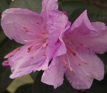 Rhododendron P.J.M