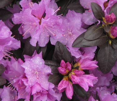 Rhododendron P.J.M