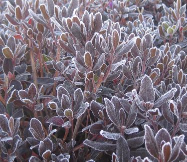 Rhododendron 'P.J.M' (Fall color w/ frost)