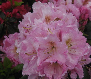 Rhododendron Scintillation