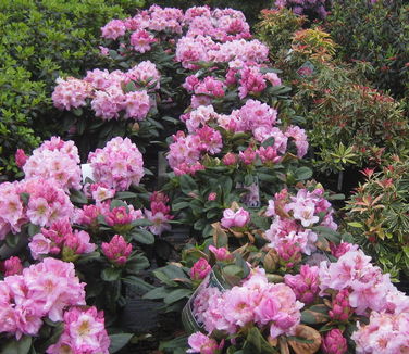 Rhododendron Scintillation