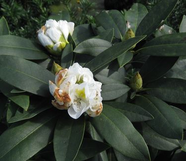 Rhododendron catawbiense Chionoides