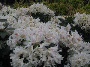 Rhododendron catawbiense Cunningham's White