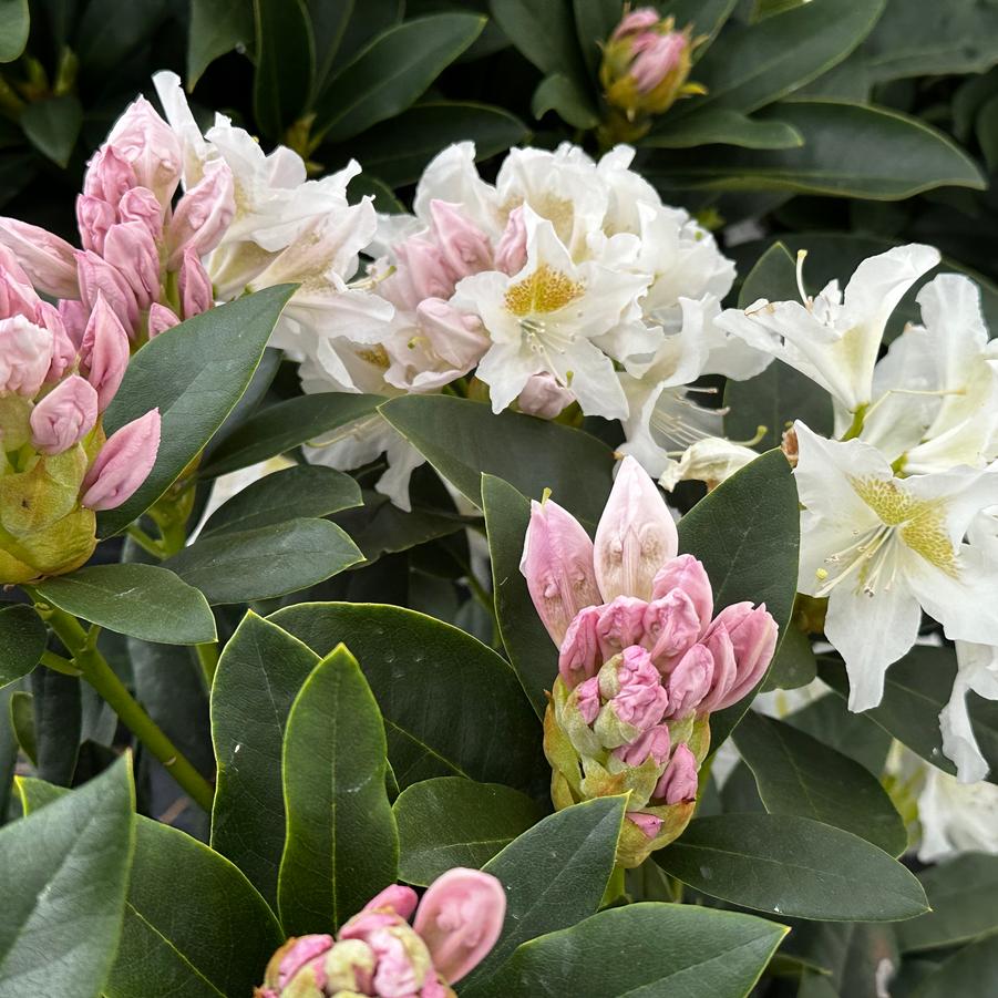 Rhododendron cat. Cunningham's White - Rhododendron