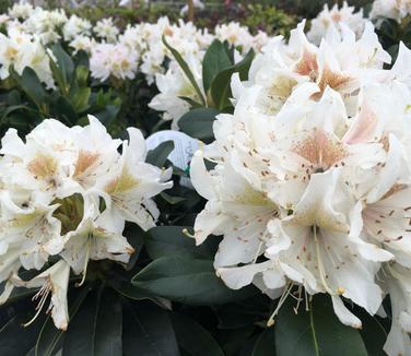 Rhododendron cat. Cunningham's White