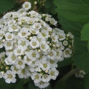 Spiraea betulifolia Tor