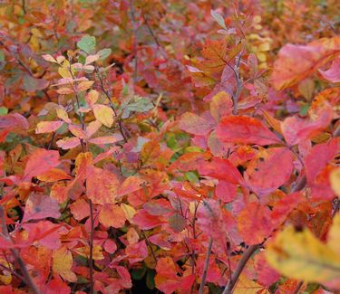 Rhus aromatica 'Gro-Low'