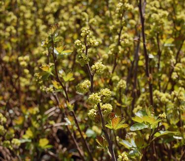 Rhus aromatica 'Gro-Low' - Fragrant Sumac 