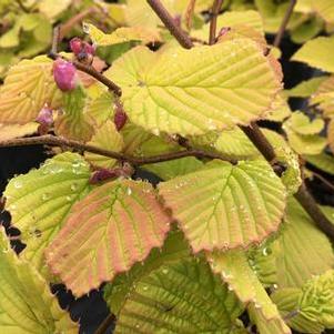 Spike Winterhazel