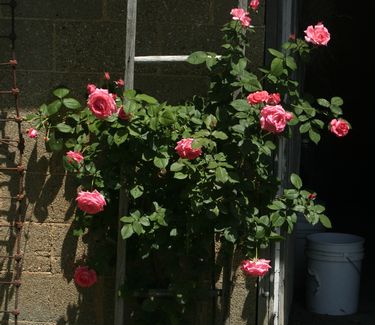 Rosa 'America'