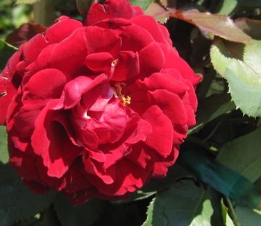 Rosa Don Juan