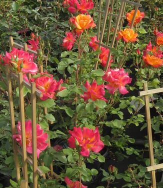 Rosa Joseph's Coat - Climbing Rose