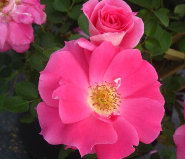 Rosa Zephirine Drouhin