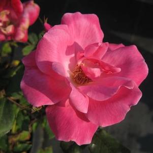 Rosa Pink Knock Out®