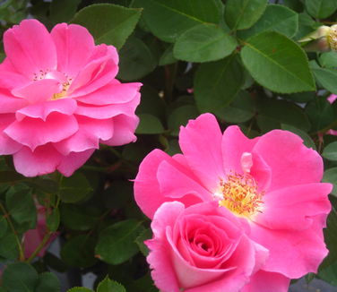 Rosa Zephirine Drouhin