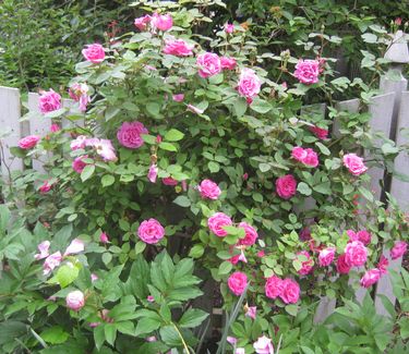 Rosa Zephirine Drouhin - Climbing Rose