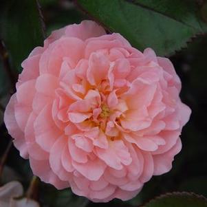 Rosa Apricot Drift®