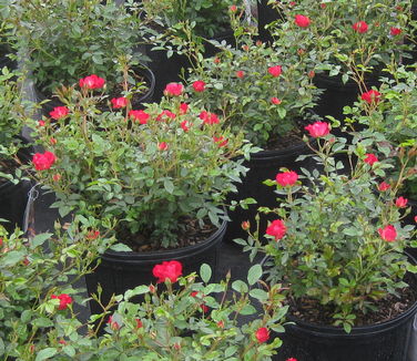 Rosa Red Drift ('MEIjocos')