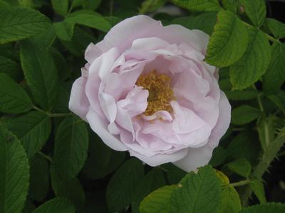 Rosa x rugosa Snow Pavement