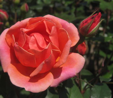 Rosa Coral Knock Out