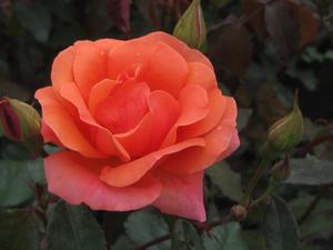 Rosa Coral Knock Out