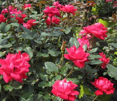 Rosa Double Knock Out�