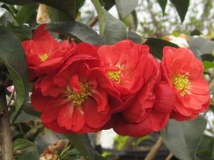 Chaenomeles speciosa Double Take® Scarlet