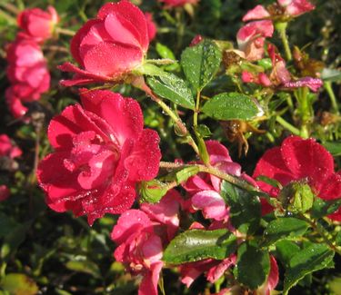 Rosa Knock Out® ('Radrazz')