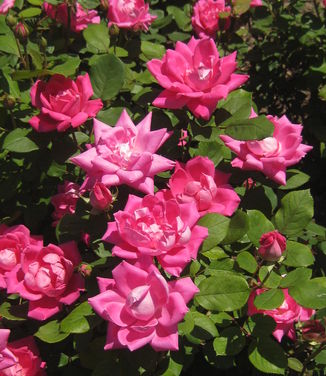 Rosa Pink Double Knock Out