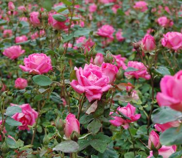 Rosa Pink Double Knock Out® (Radtkoopink)