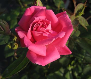 Rosa Pink Double Knock Out® (Radtkoopink)