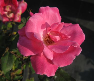 Rosa Pink Knock Out® ('Radcon') 