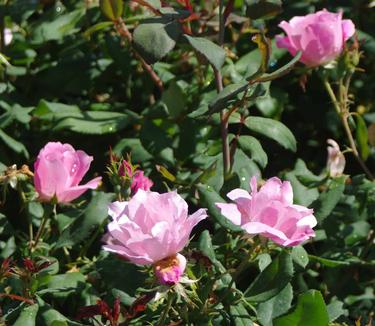 Rosa Pink Knock Out