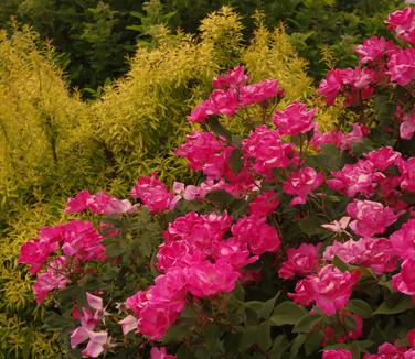 Rosa Pink Knock Out (@ Untermyer Gardens)