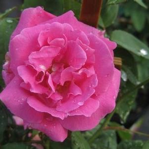 Rosa Zephirine Drouhin