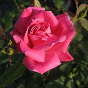 Rosa Pink Double Knock Out®