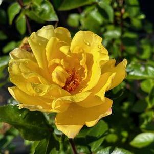 Rosa Golden Showers